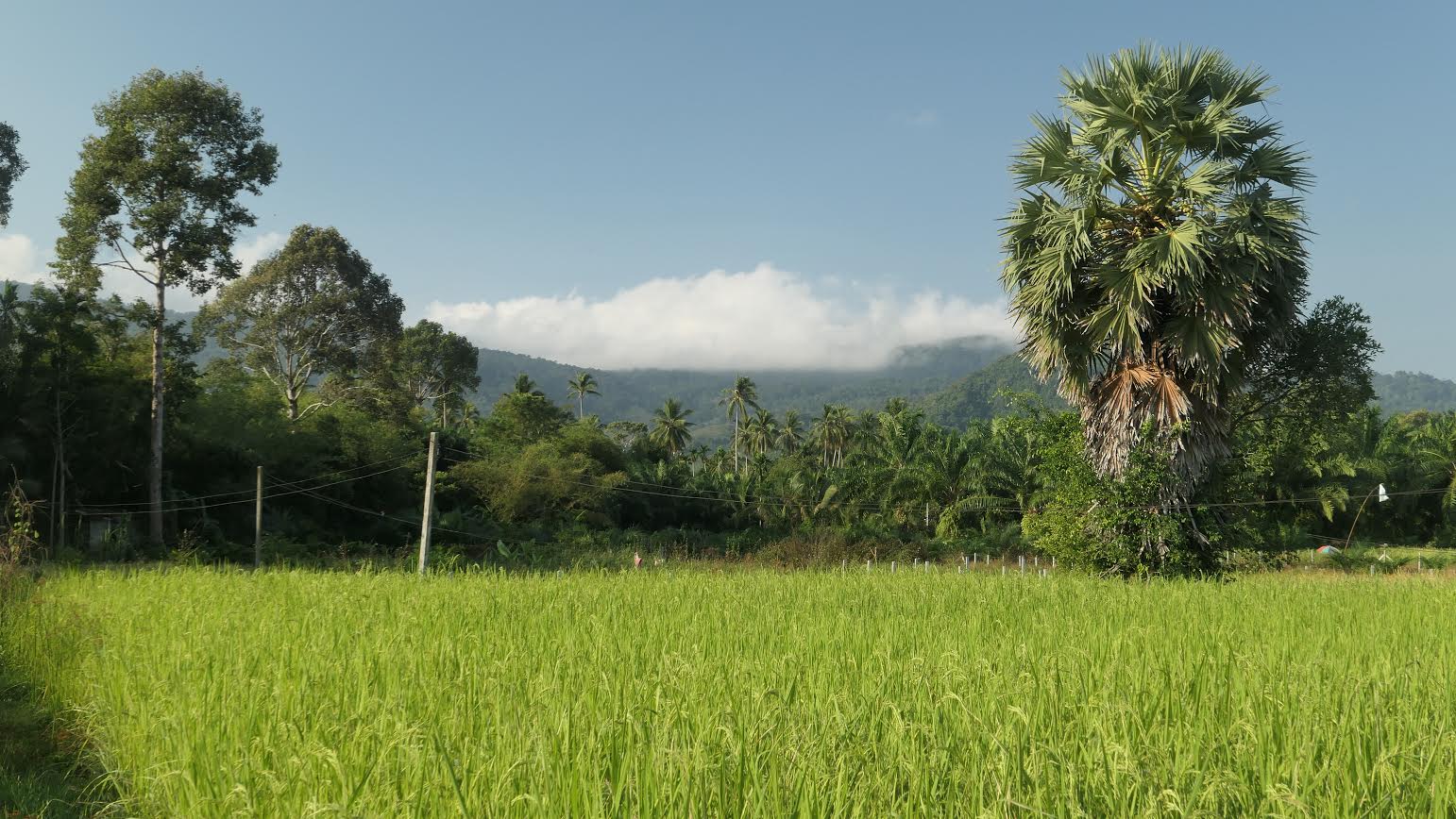 Beautiful rice field in walking distance